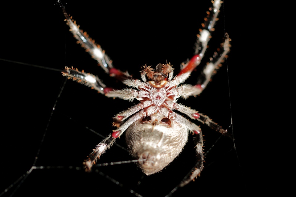 Garden Orb Weaver (Eriophora sp) (Eriophora sp)